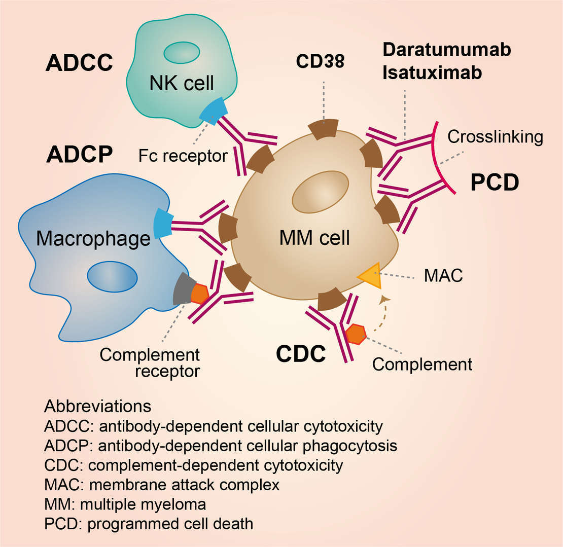 Daratumumab Overview